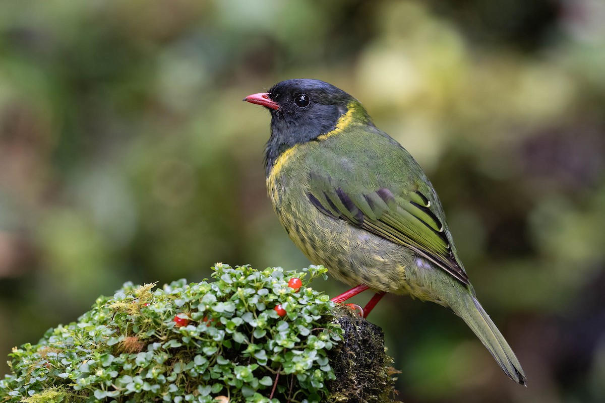 Cotinga vert et noir (groupe riefferii) - ML620127371