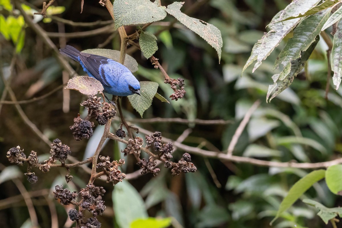 Blue-and-black Tanager (Blue-and-black) - ML620127377