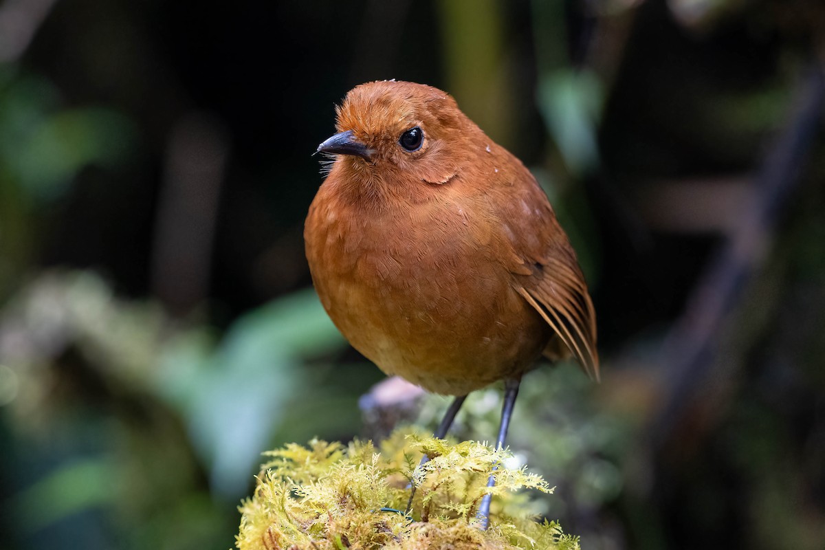 Chami Antpitta - Scott Olmstead