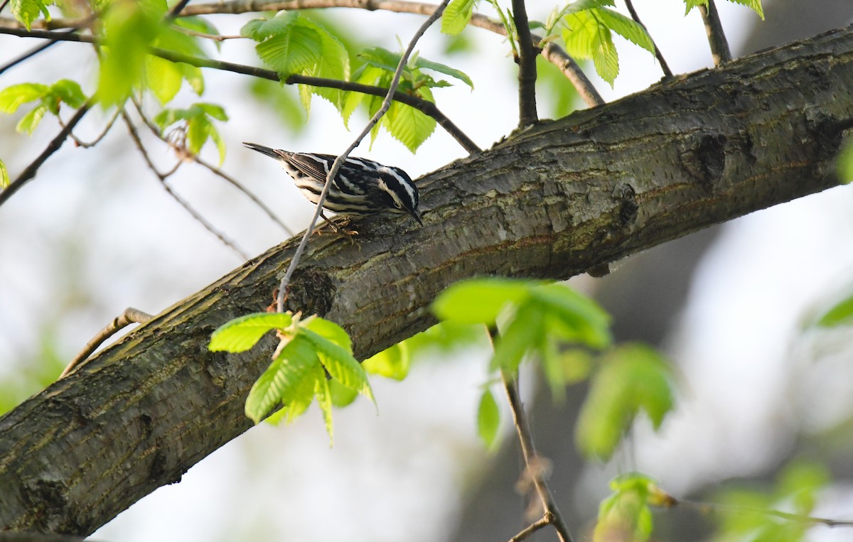 Black-and-white Warbler - ML620127390