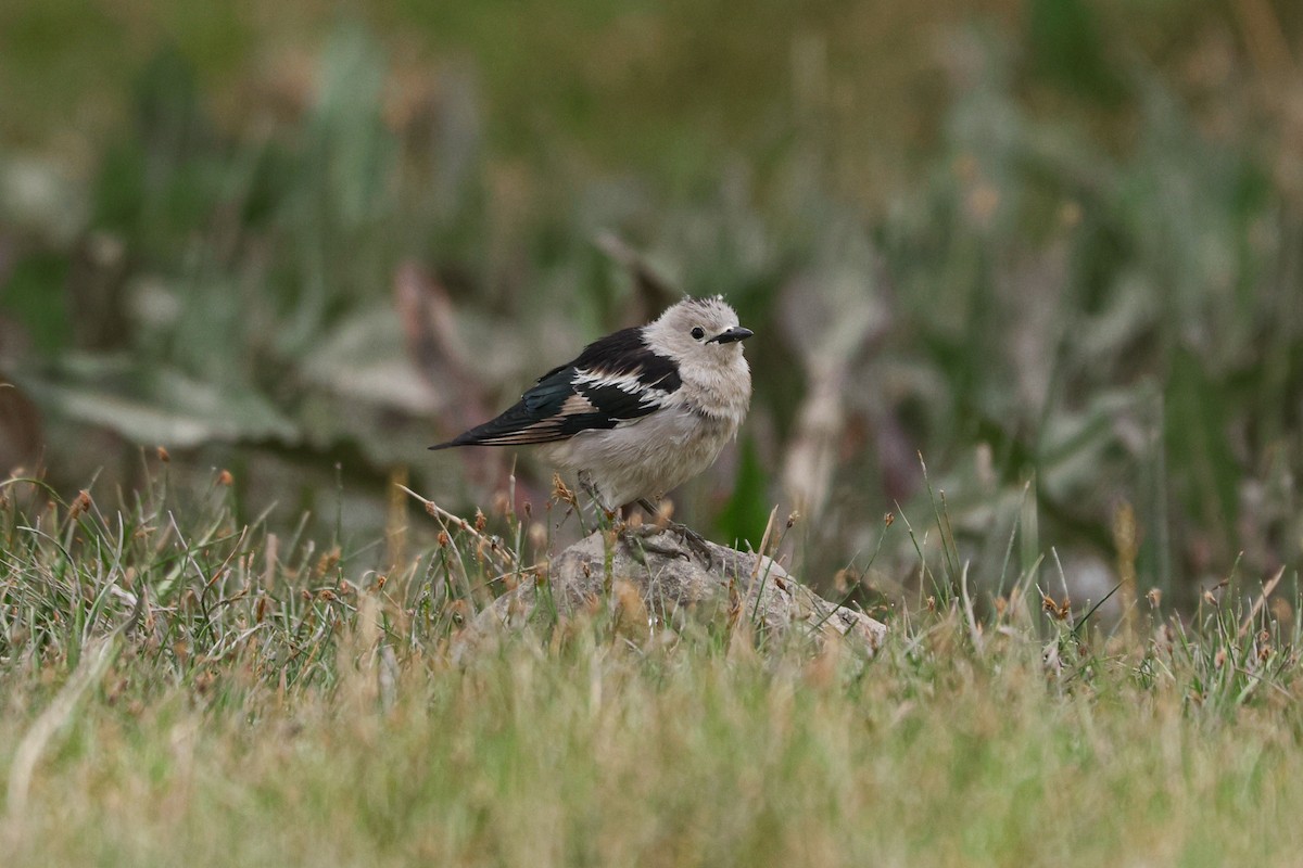 Daurian Starling - ML620127406