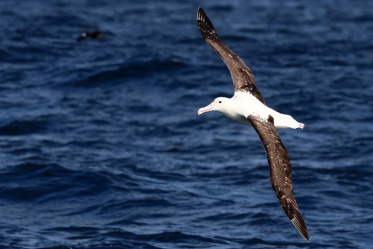 Northern Royal Albatross - Trevor Hardaker