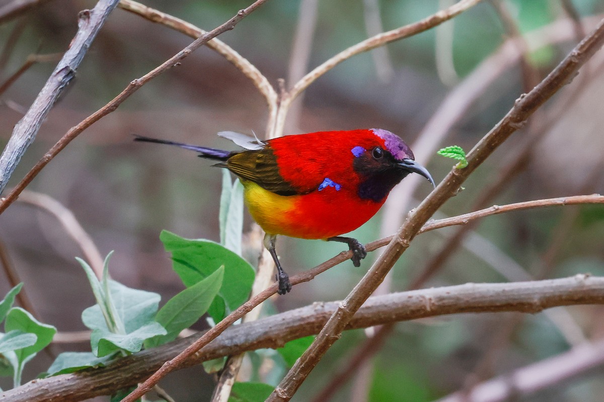 Mrs. Gould's Sunbird (Scarlet-breasted) - ML620127422