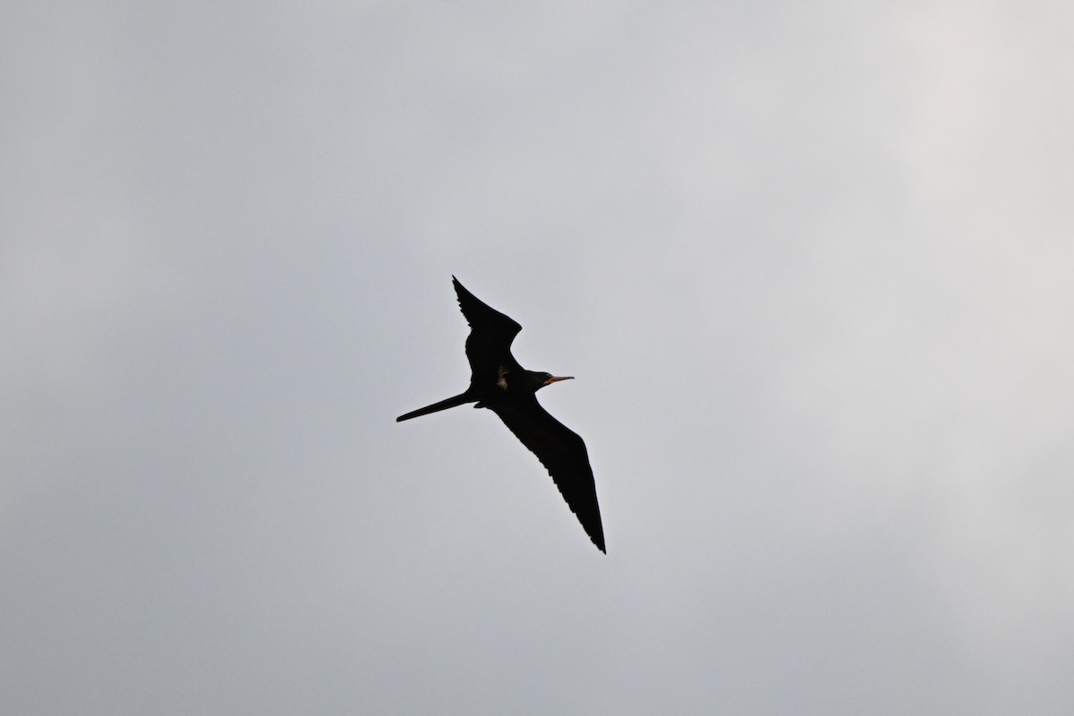 Lesser Frigatebird - ML620127434