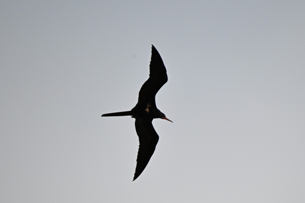 Lesser Frigatebird - ML620127435