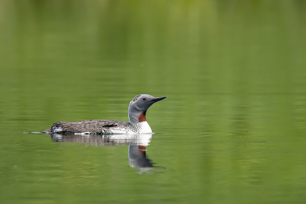 Red-throated Loon - ML620127452