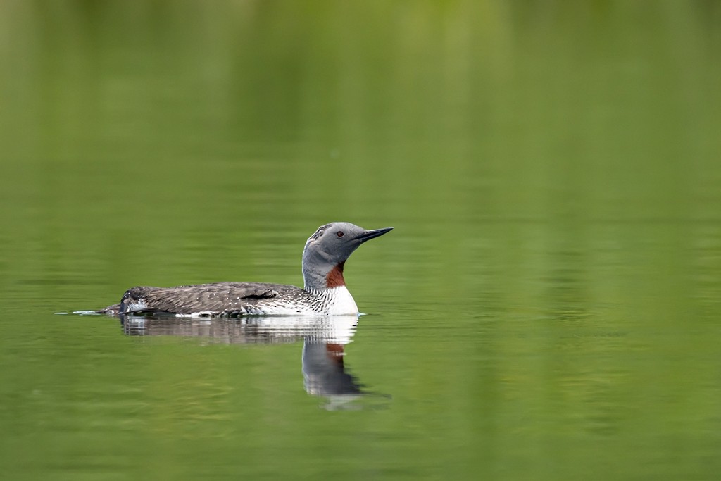 Plongeon catmarin - ML620127452