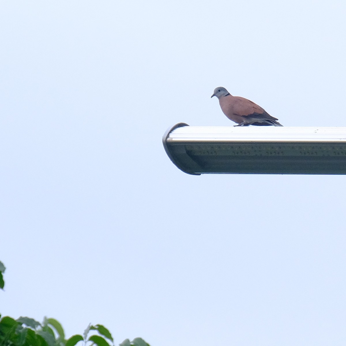 Red Collared-Dove - ML620127458