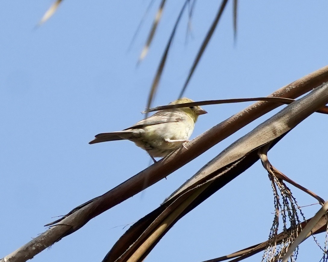 Sudan Golden Sparrow - ML620127466