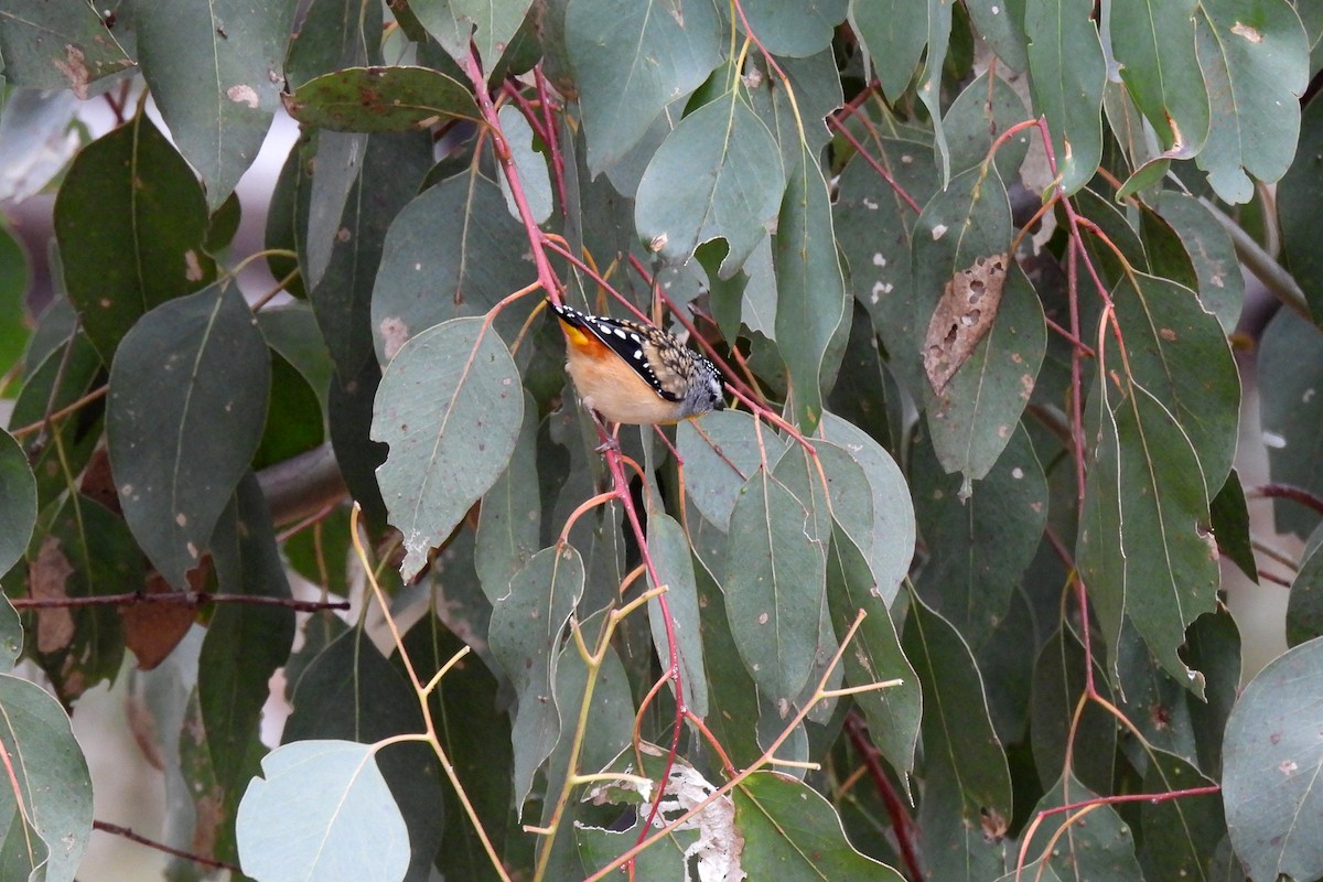Spotted Pardalote - ML620127467