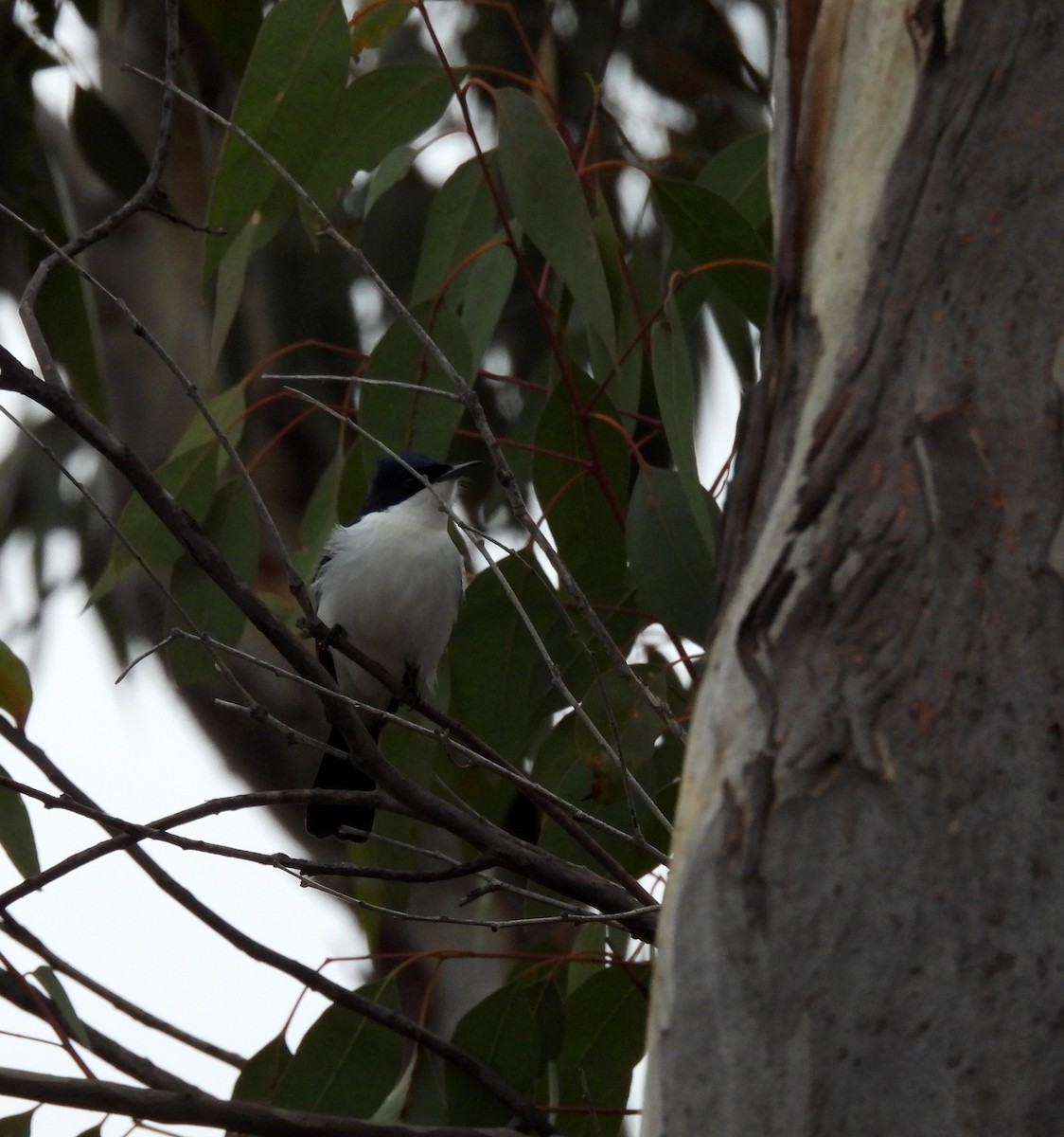 Restless Flycatcher - ML620127493