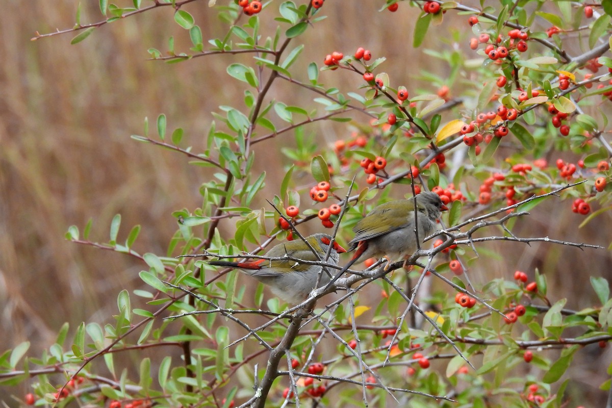 Red-browed Firetail - ML620127498