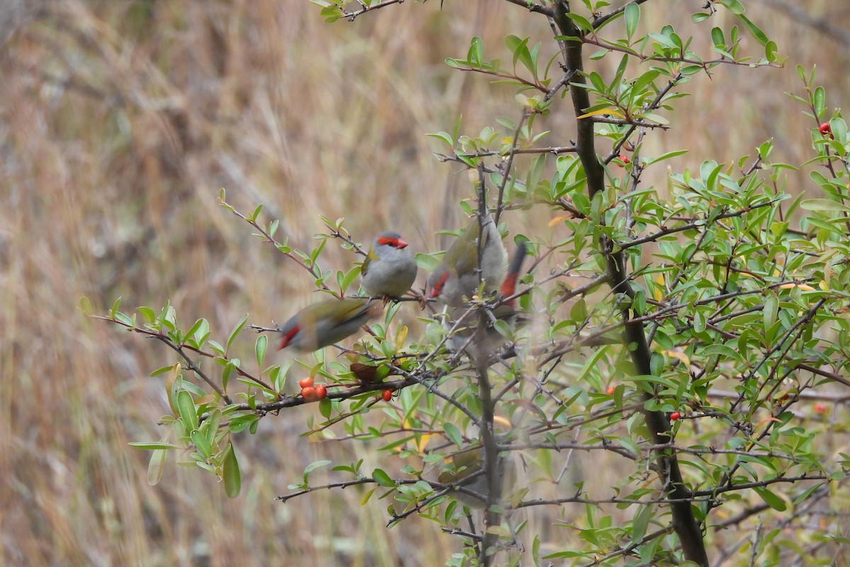 Red-browed Firetail - ML620127501