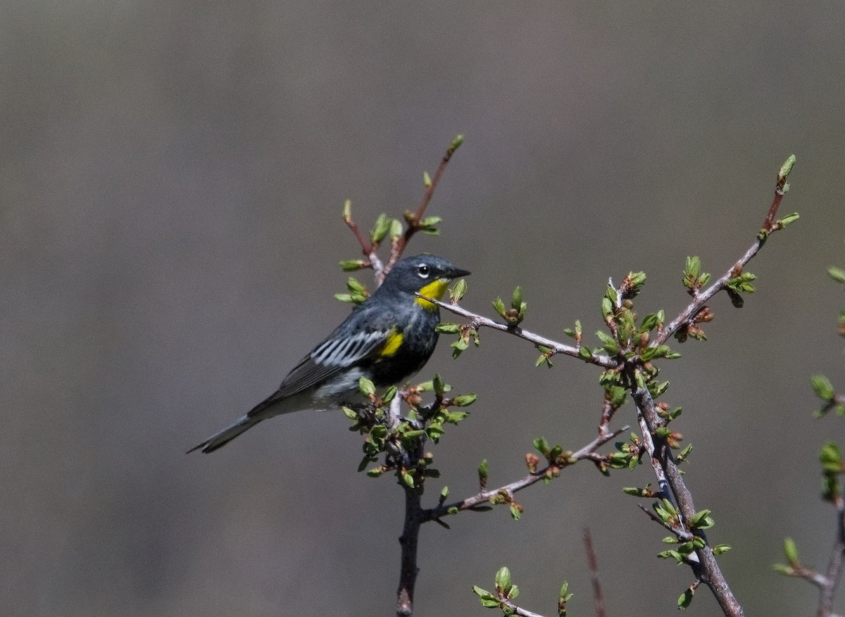Yellow-rumped Warbler (Audubon's) - ML620127527