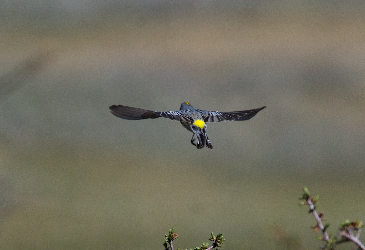 Yellow-rumped Warbler (Audubon's) - ML620127528