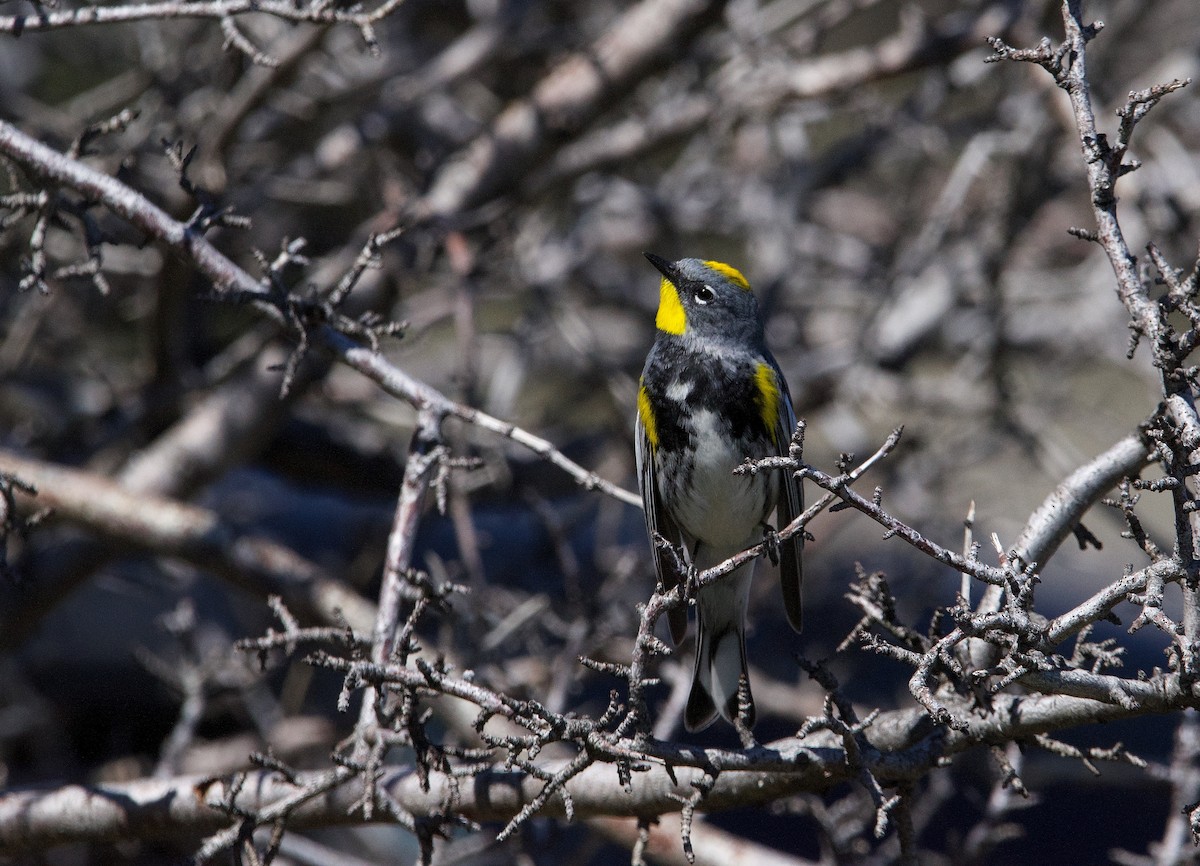 Yellow-rumped Warbler (Audubon's) - ML620127529