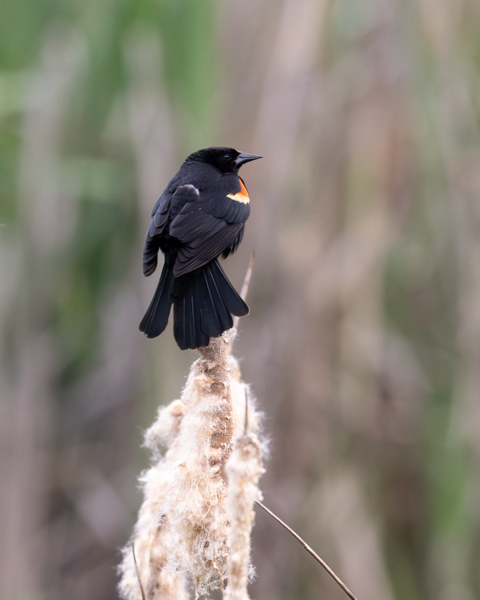 Red-winged Blackbird - ML620127544