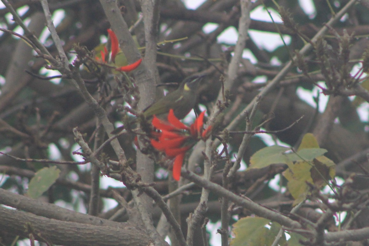 Lewin's Honeyeater - ML620127574