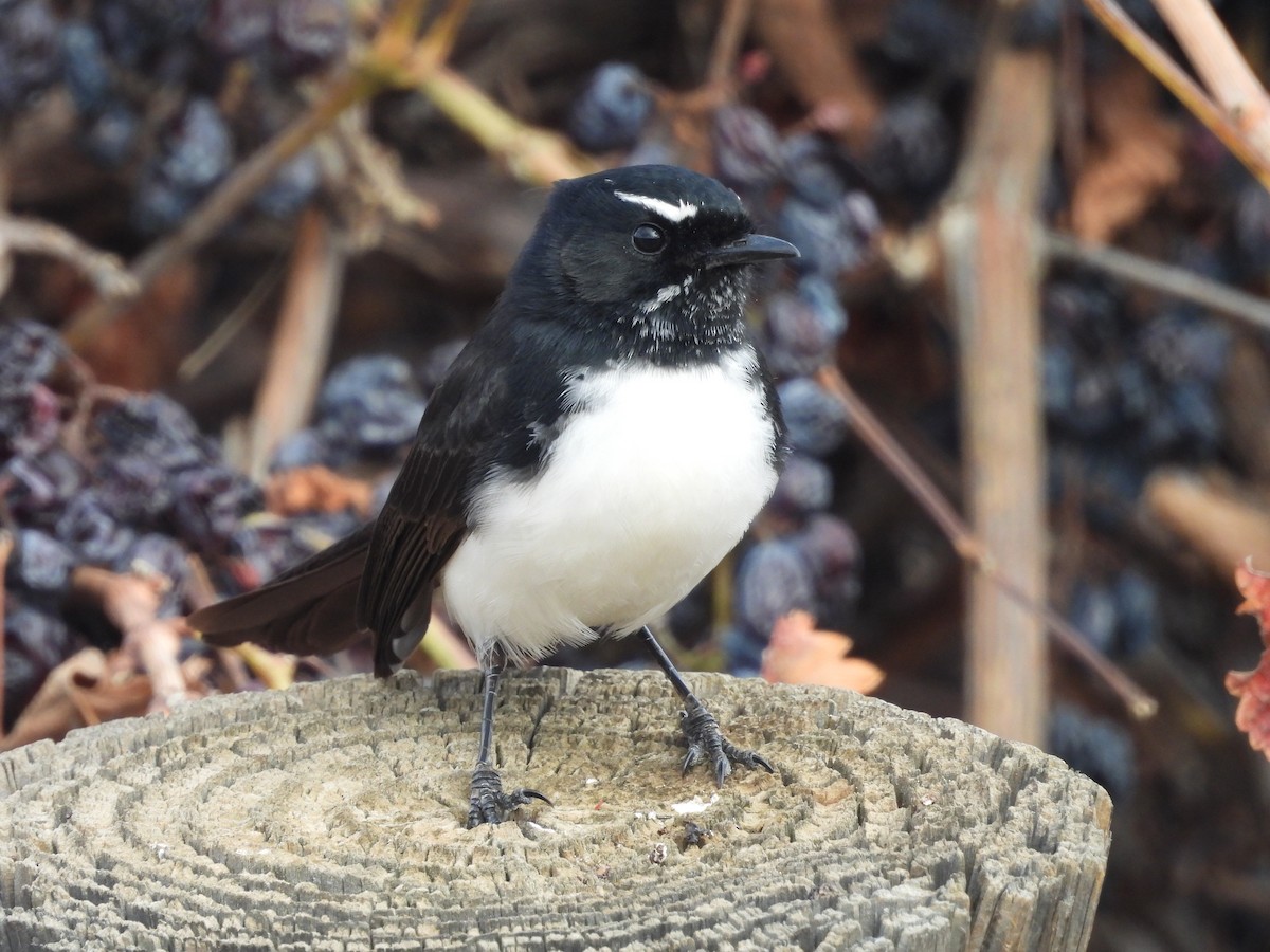Willie-wagtail - ML620127593
