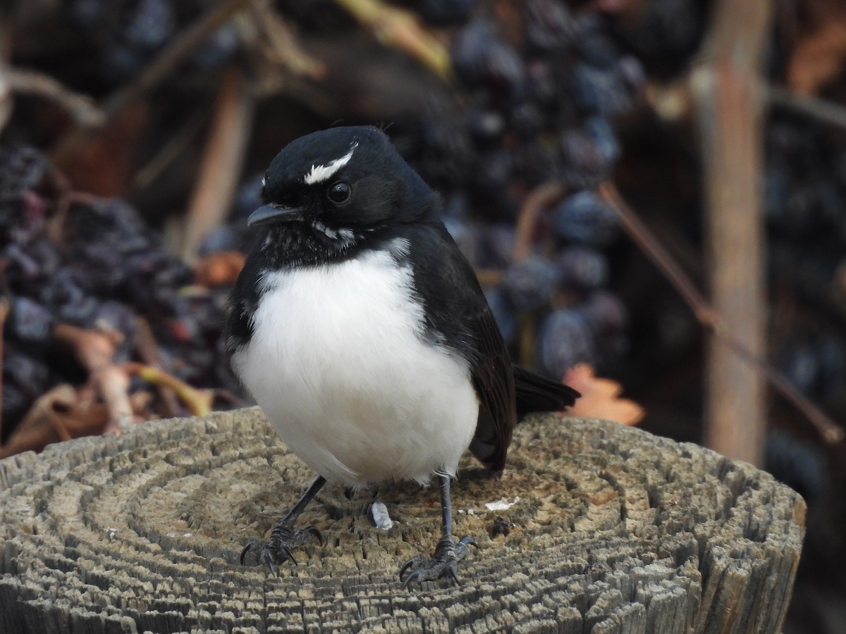 Willie-wagtail - ML620127594