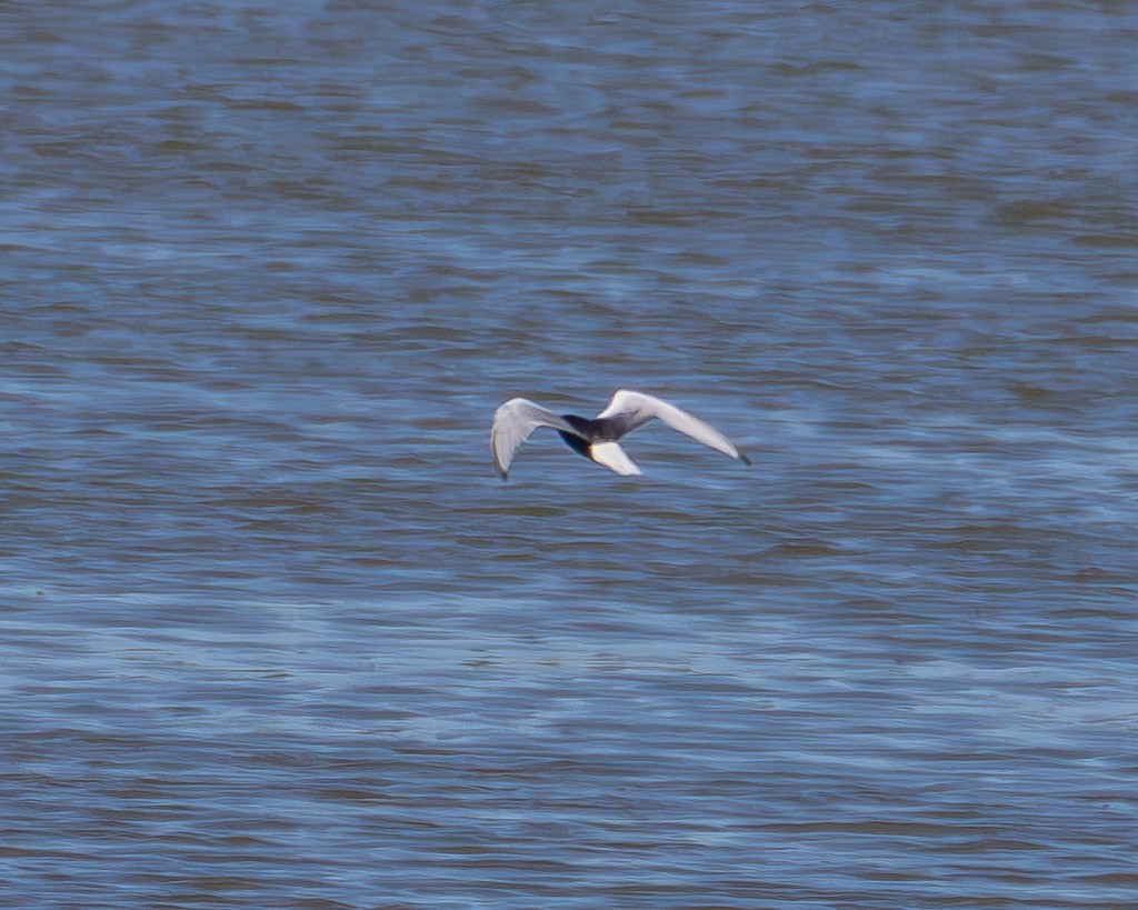 White-winged Tern - ML620127595