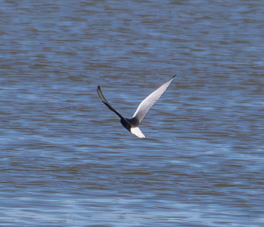 White-winged Tern - ML620127596