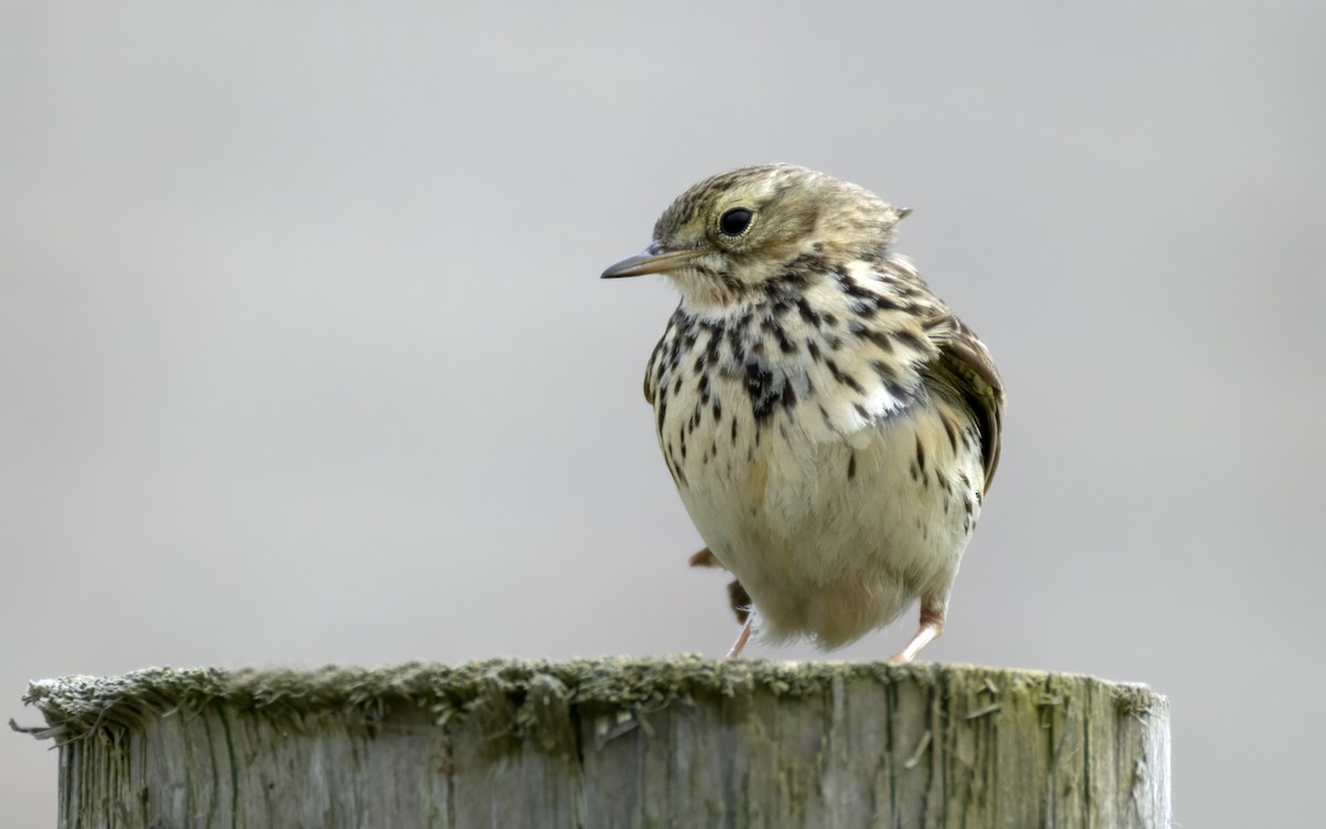 Meadow Pipit - ML620127604