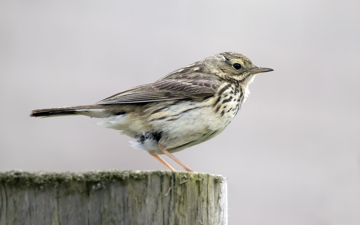 Meadow Pipit - ML620127606