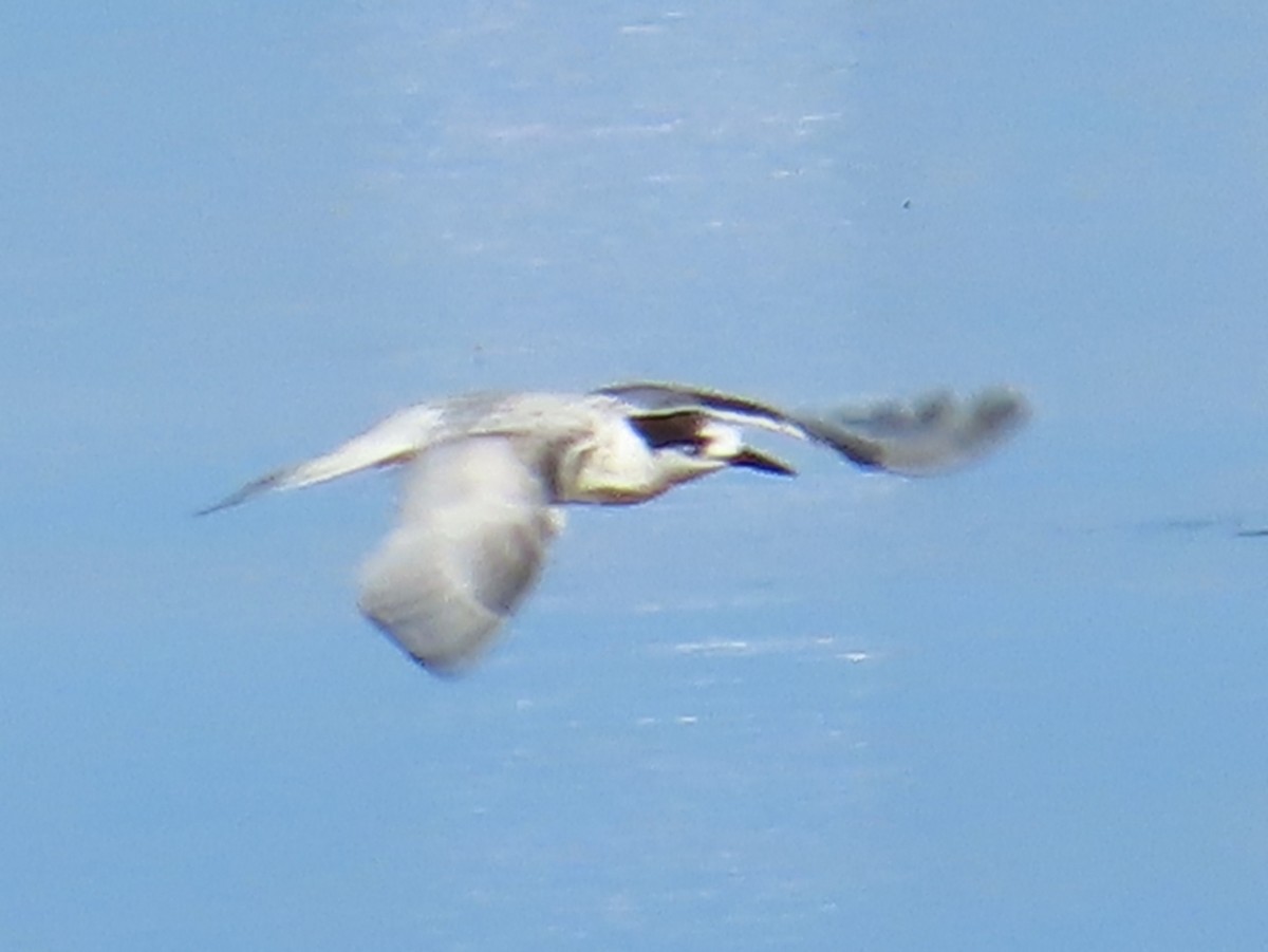 White-fronted Tern - ML620127611
