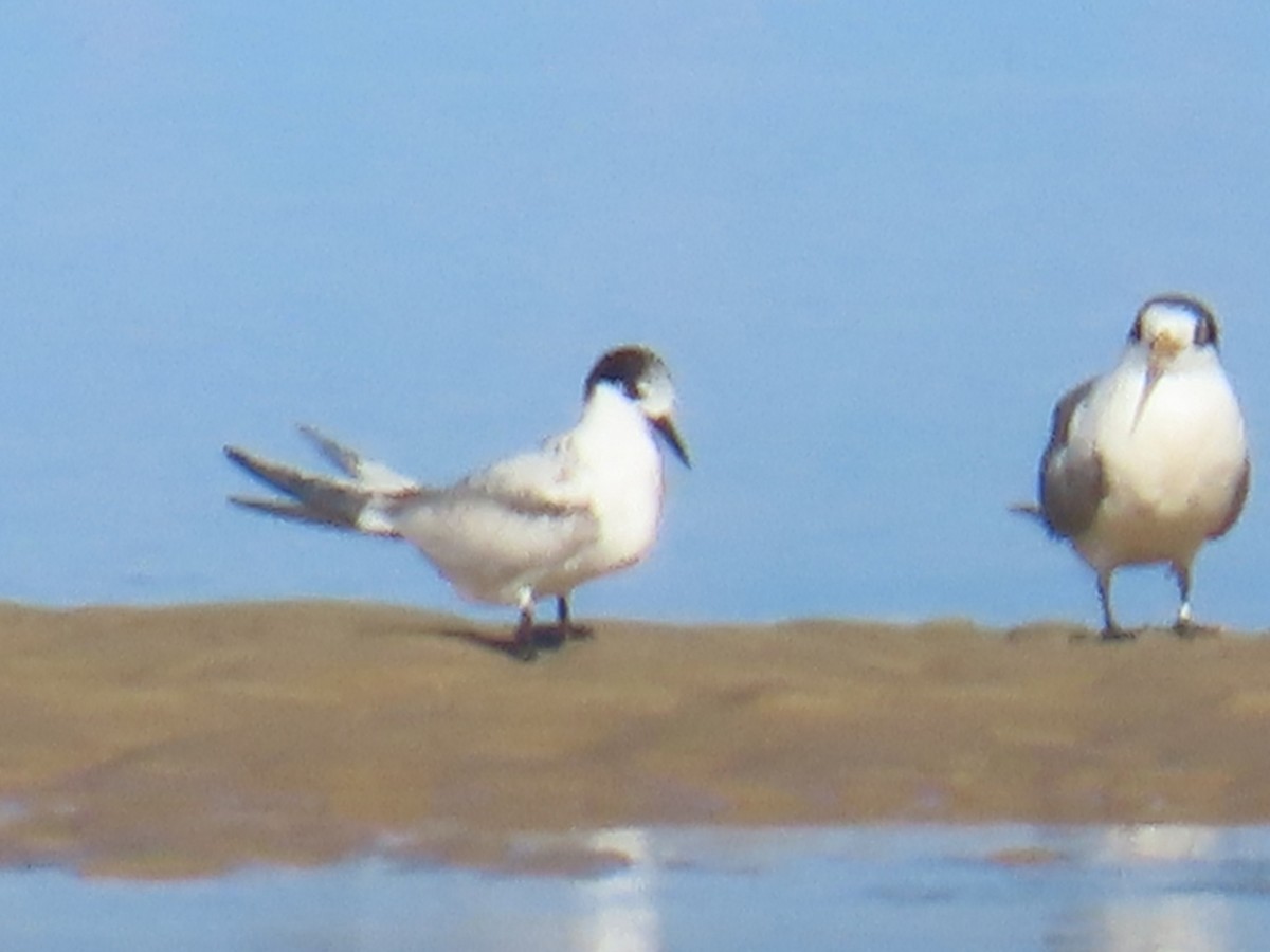 White-fronted Tern - ML620127612