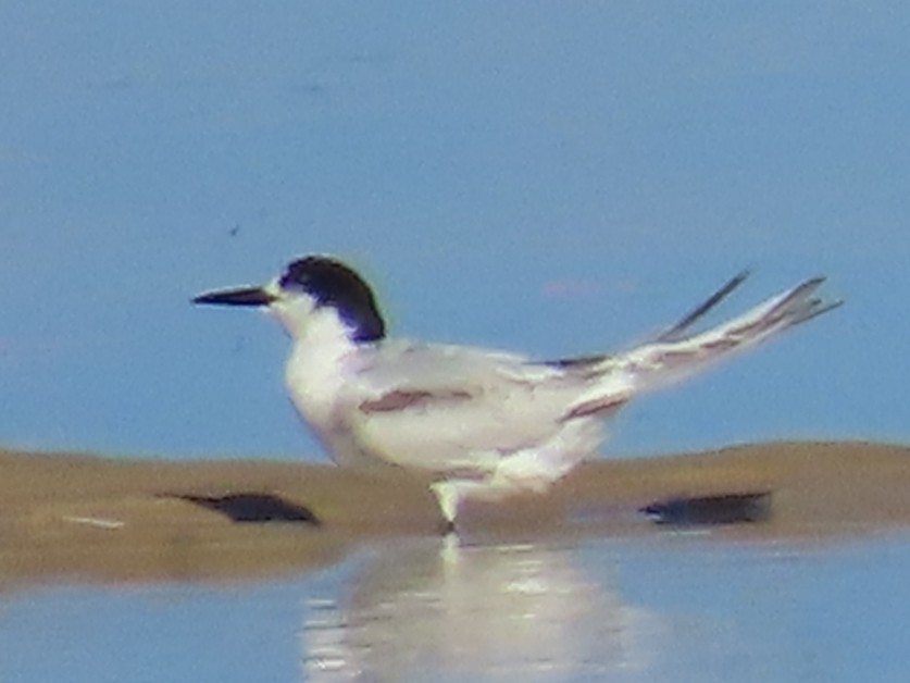 White-fronted Tern - ML620127613