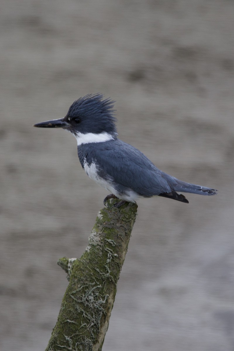 Belted Kingfisher - ML620127616
