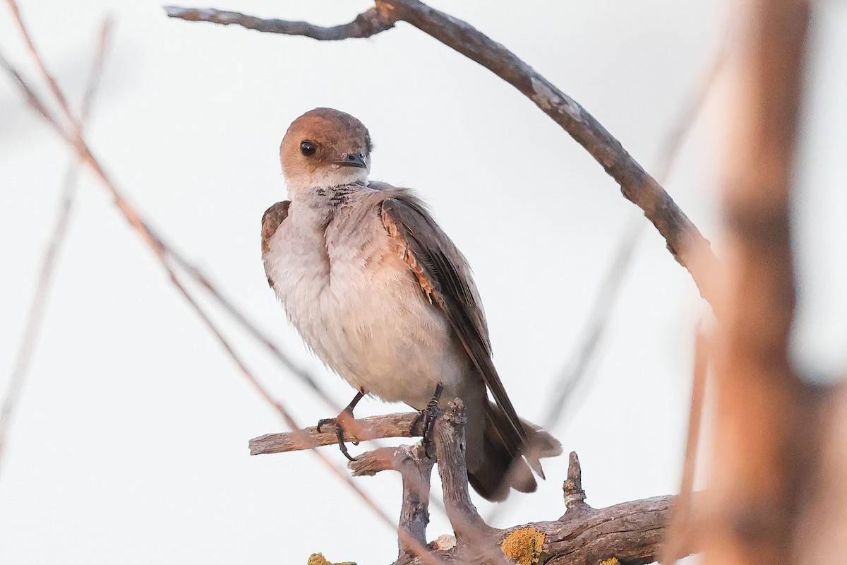 Northern Rough-winged Swallow - ML620127617
