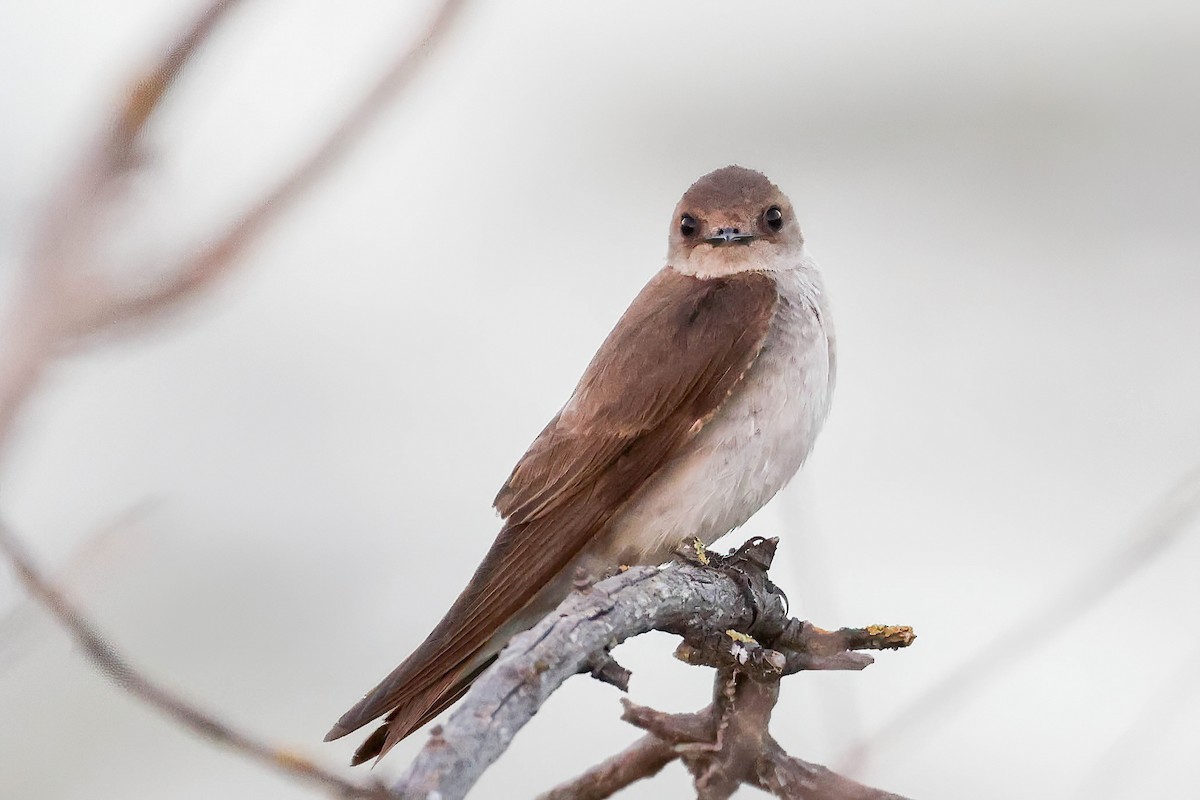 Northern Rough-winged Swallow - ML620127619