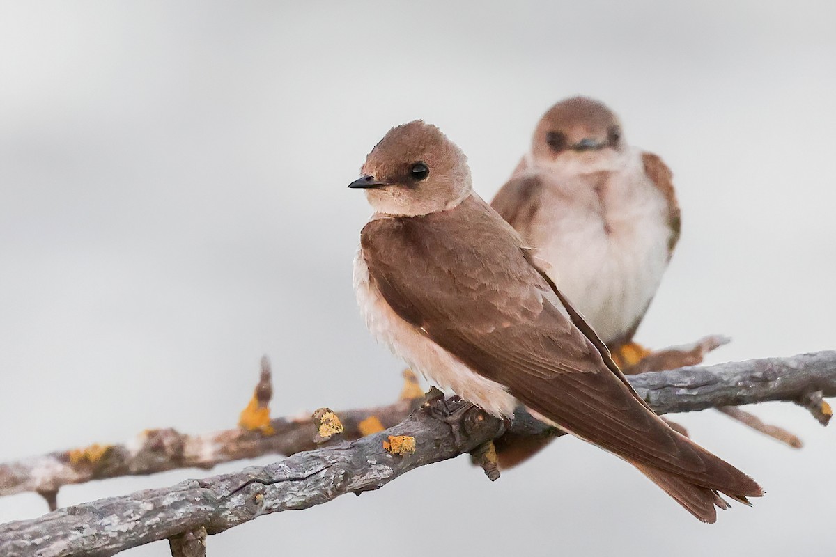 Northern Rough-winged Swallow - ML620127621
