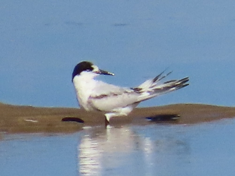 White-fronted Tern - ML620127624
