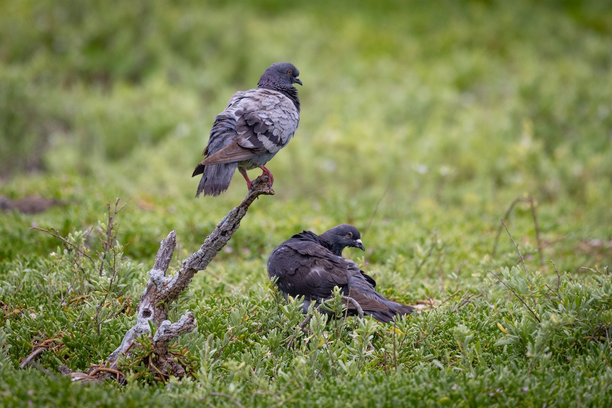 Rock Pigeon (Feral Pigeon) - ML620127640