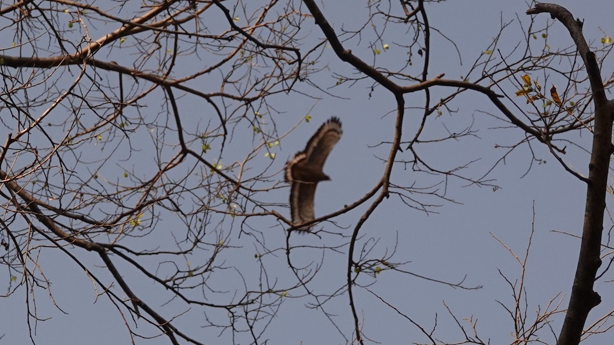 Crested Serpent-Eagle - ML620127644