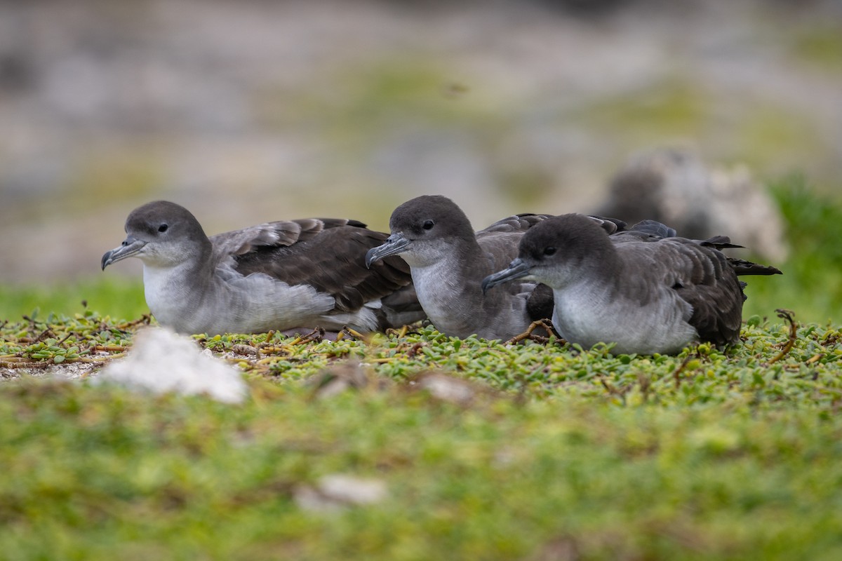 Wedge-tailed Shearwater - ML620127646