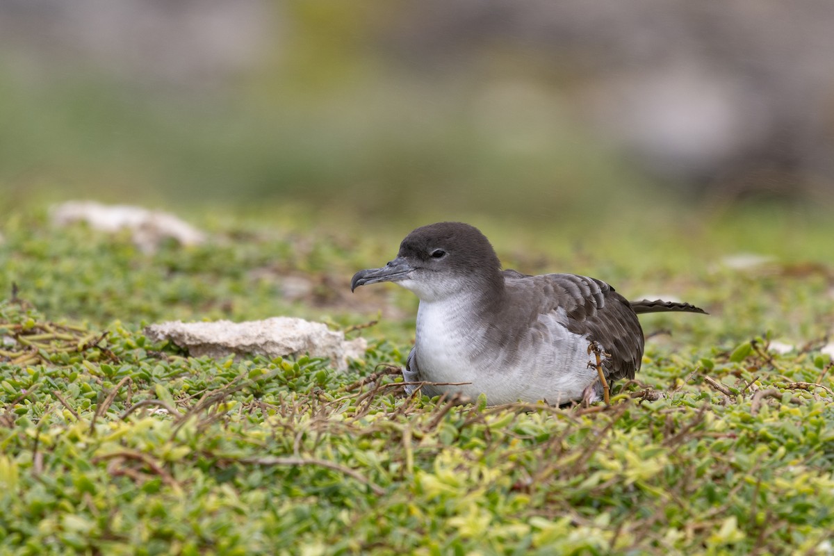 Wedge-tailed Shearwater - ML620127647