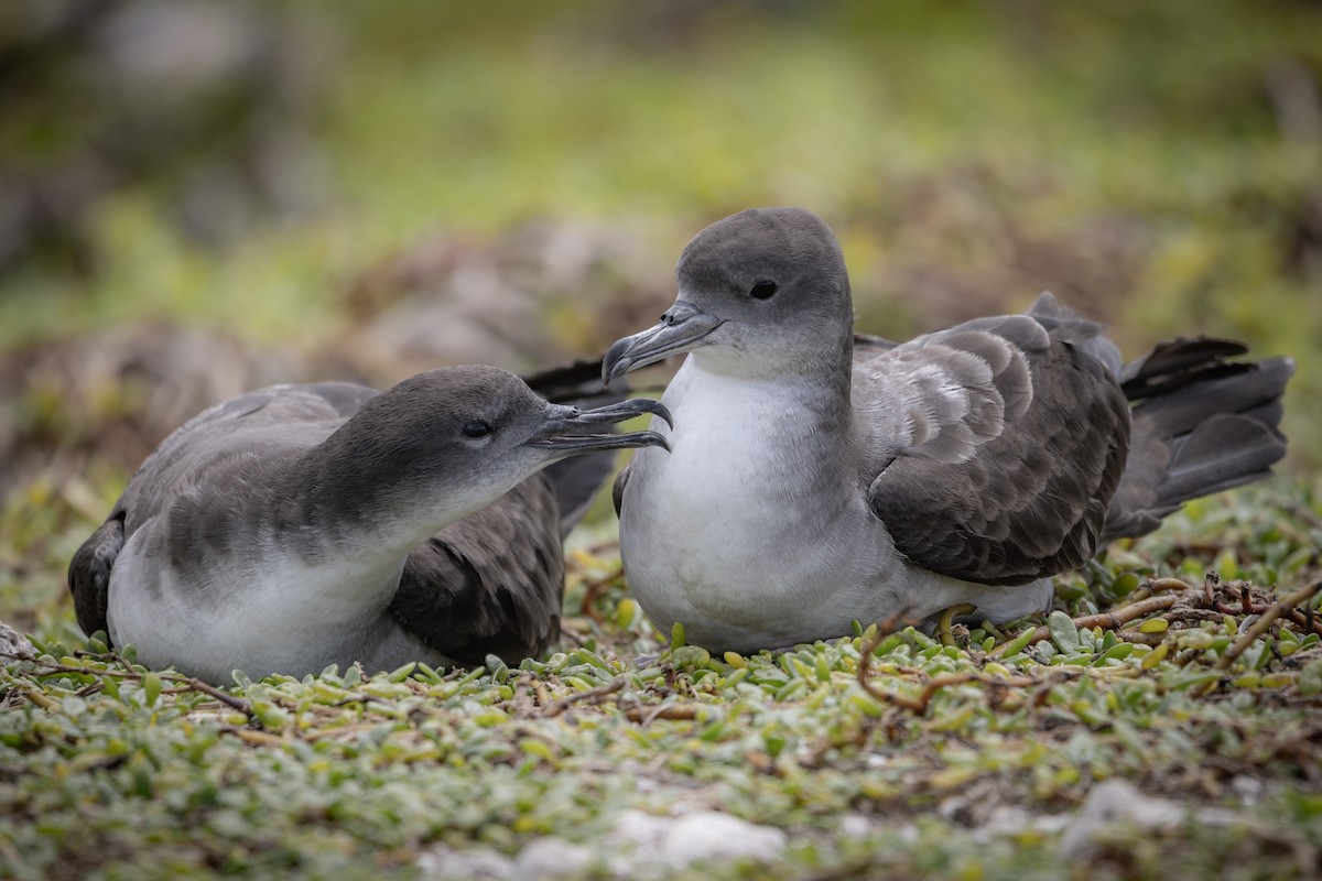 Wedge-tailed Shearwater - ML620127648