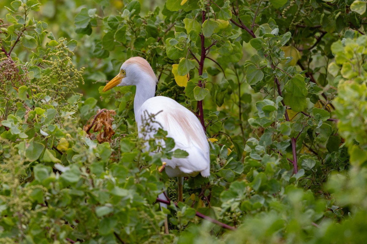 Western Cattle Egret - ML620127653