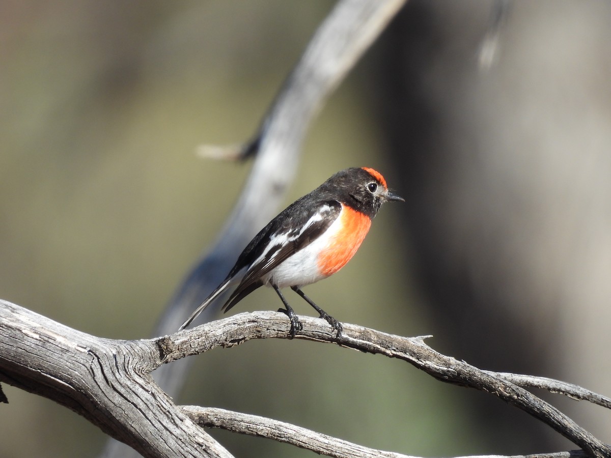 Red-capped Robin - ML620127660