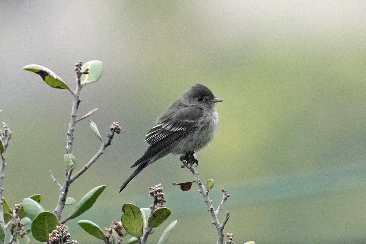 Eastern Wood-Pewee - ML620127666