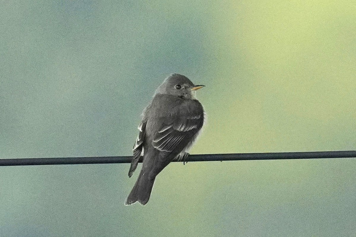 Eastern Wood-Pewee - ML620127668