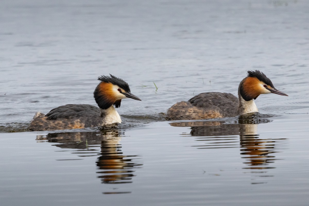 Great Crested Grebe - ML620127669