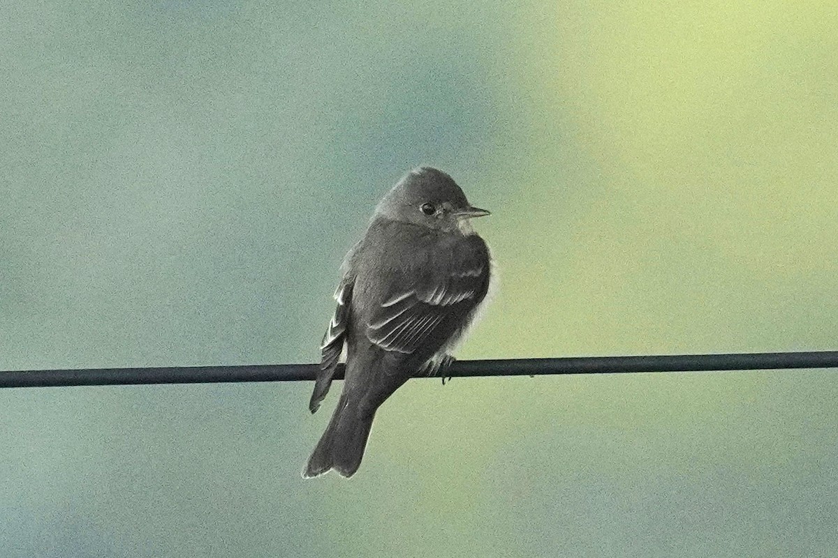 Eastern Wood-Pewee - ML620127671