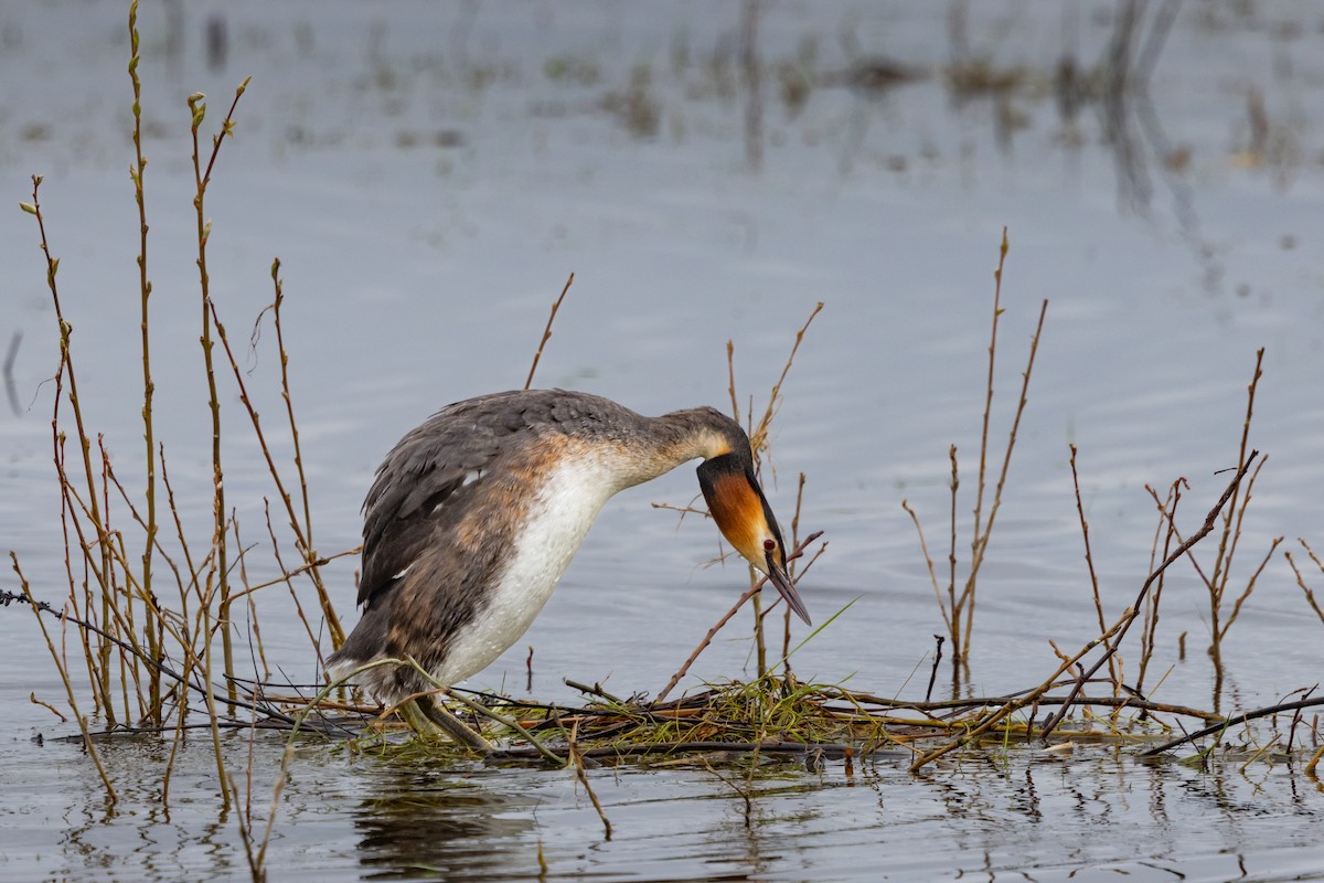 Great Crested Grebe - ML620127672