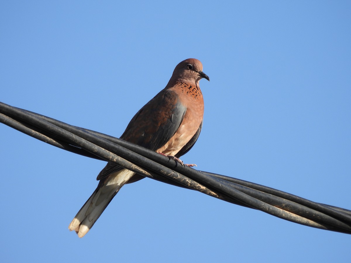 Laughing Dove - ML620127673