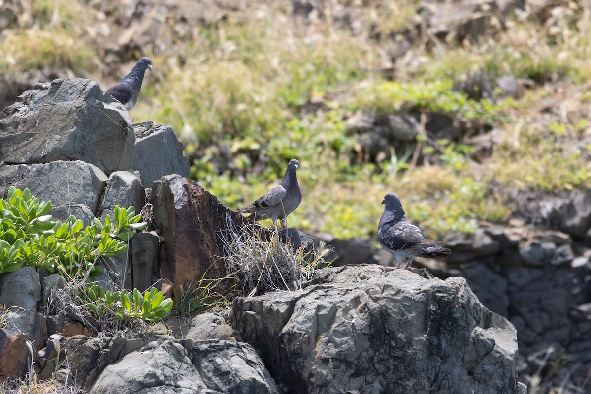 Rock Pigeon (Feral Pigeon) - ML620127680